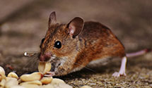 24 Hour & Emergency Exterminators in Courtenay, ND